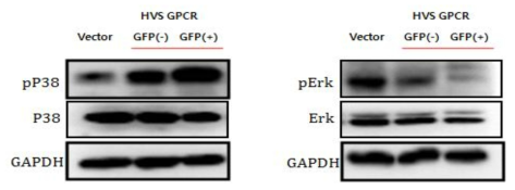 HVS vGPCR에 의한 MAPK signaling 변화