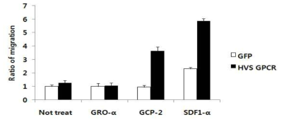 chemokine별 migration assay