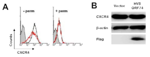 HVS vGPCR 발현에 의한 T세포에서의 CXCR4 발현 패턴 관찰