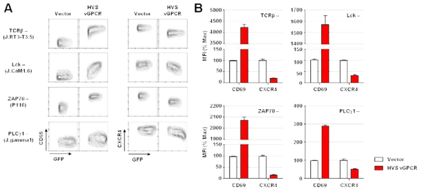 TCR independent activation of T cells by HVS vGPCR