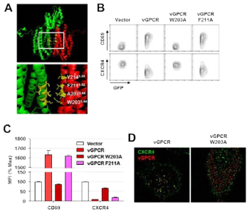 Binding domain predition between HVS vGPCR and CXCR4