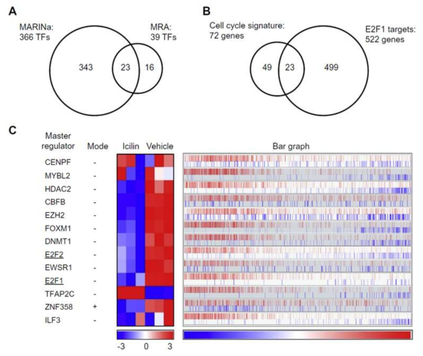 Prostate cancer cell cycle regulatory master regulators