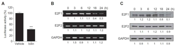 Icilin 자극에 의한 E2F1의 발현 변화 (A) luciferase assay (B) RT-PCR (C) Western blot analysis