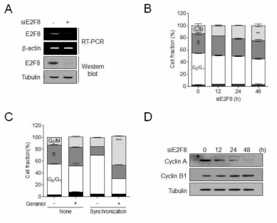 siE2F8이 의한 G2/M phase arrest in PC-3. siE2F8에 의한 발현 변화 확인 (A) 및 knock-down 후, propidium iodide 염색에 의한 cell cycle 분석 (B). (C) Thymidine-double block후 cell cycle 분석. (D) siE2F8 transfection후, 시간에 따른 cell cycle 관련 단백질의 변화 분석