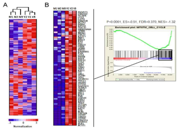 Menthol에 의해 증감되는 유전자 발현 (A) unsupervised hierarchical clustering (B) methol에 의해 증감되 는 mitotic cell cycle 유전자 군의 heat map 및 enrichment plot