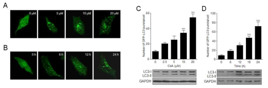 Cyclosporin A에 의한 autophagy 유도 (A and B) Confocal microscopic analysis (C and D) Western blotting analysis, GFP-LC3 punta counting