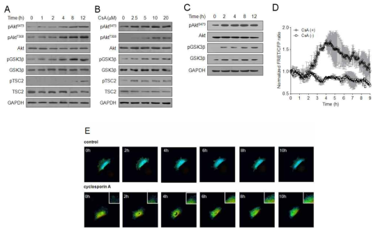 Cyclosporin A 에 의한 Akt activation 유도