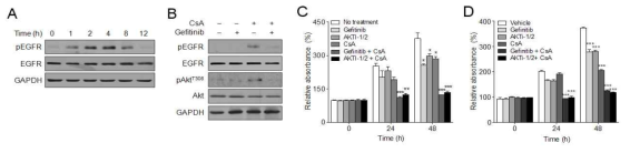 Cyclosporin A에 의한 Akt 활성 유도 (A and B) Western blotting analysis (C and D) MTT assay