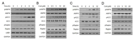 Cyclosporin A에 의한 AMPK 활성 (A-D) Western blotting analysis