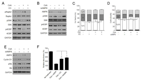 Cyclosporin A에 의한 AMPK 활성과 mTOR 저해의 상관관계 (A, B and E) Western blotting analysis (B and C) FACS analysis (F) MTT assay