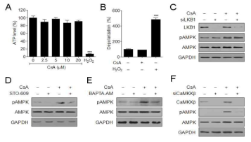 cyclosporin A 을 처리시에 CaMKKβ를 통한 AMPK 활성화