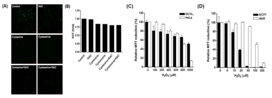 시스타민에 의한 세포독성에 ROS 영향 관찰