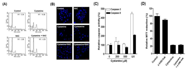 시스타민에 의한 세포독성에 시스타민에 의한 세포사멸에서 caspase의 관련성