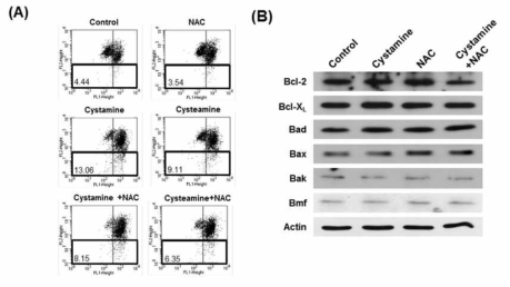 시스타민에 의한 미토콘드리아 depolarization (A)과 Bcl-2 family 단백질발현 변화 (B)