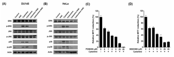 시스타민과 시스테아민에 의한 세포독성에 ERK와 p38의 역할