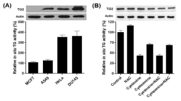 여러 세포주에서 TG2의 in situ activity 및 시스타민에 의한 활성억제