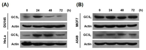 시스타민 처리에 의한 γ-glutamylcysteine synthetase (GCS)의 발현 변화