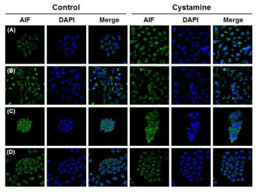 시스타민에 의한 apoptosis-inducing factor (AIF)의 nuclear translocation (A) DU145, (B) HeLa, (C) MCF7, (D) A549