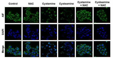NAC에 의한 시스타민 유도 AIF nuclear translocation의 억제