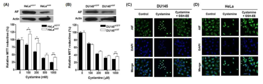 시스타민 유도 세포사멸에서 AIF의 역할
