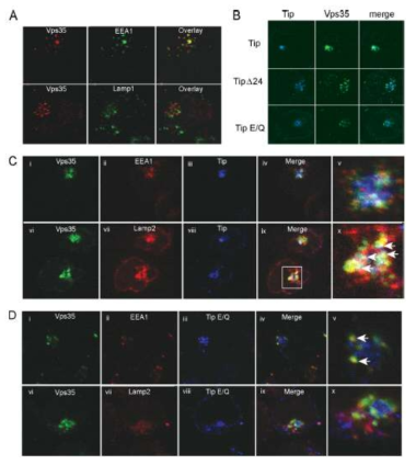 Vps35 redistributes to lysosomal compartments in the presence of Tip.