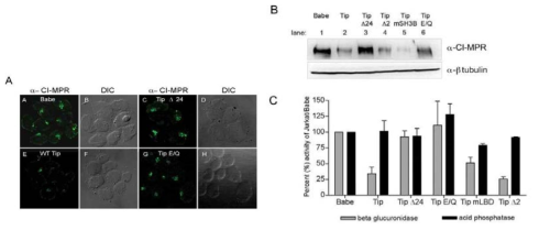 Tip induces the reduction of CI-MPR levels and b-glucuronidase activity.