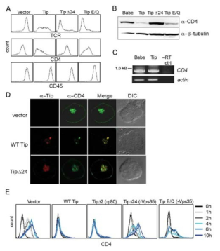 Downregulation of CD4 is dependent on Tip interaction with Vps35.