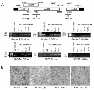 Tip Vps35-binding mutant viruses can transform T cells in the absence of IL-2.