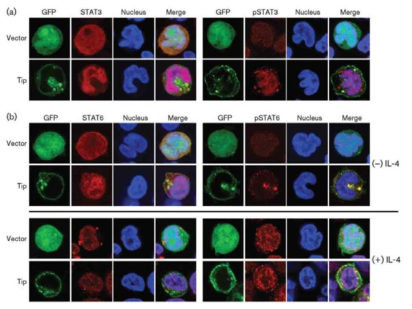 Tip을 발현하는 T 세포주에서 STAT6 위치결정.