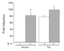 STAT6 binding motif를 이용하여 repoter assay를 수행한 결과 Tip이 발현되는 세포에서는 IL-4 없이도 STAT6가 전사인자로 작용하는 사실을 확인.