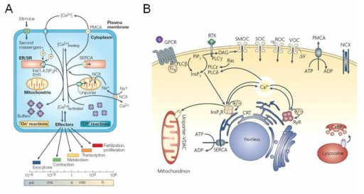칼슘 툴킷에 의한 세포내 칼슘신호와 칼슘반응의 조절