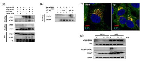 Tip-VPS35-mTOR 복합체 형성