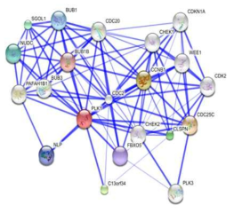 PLK1 network analysis