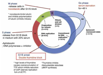 cell cycle synchronization method