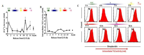 Intracellular TG2 activity is oscillated by cell cycle progression.