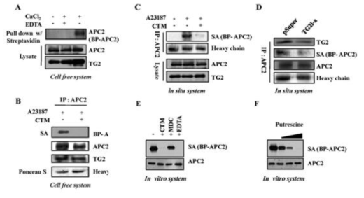 APC2 is a substrate of TG2 in cells.