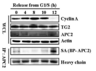 Intracellular TG2 modifies APC2 in M phase.