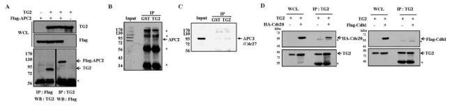 TG2 interacts with APC2.