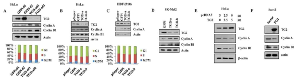 Regulation of cyclins by TG2