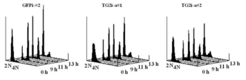 TG2 regulates the progression of mitosis.