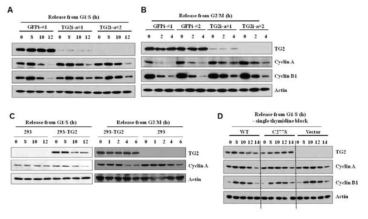 TG2 promotes cyclin A and B1 degradation during mitosis.