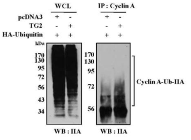 Ubiquitination of cyclin A is increased by TG2 in mitosis.