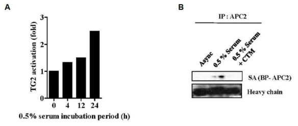 TG2 promotes cell cycle progression from G0/G1 phase.