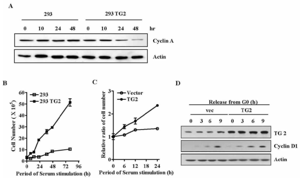 TG2 promotes cell cycle progression from G0/G1 phase.