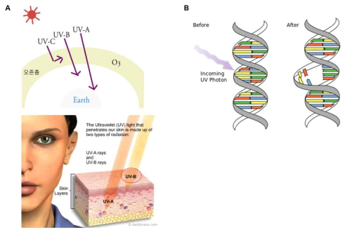 자외선 조사에 의한 피부조직 손상 기작.
