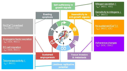 Calcium and cancer hallmarks