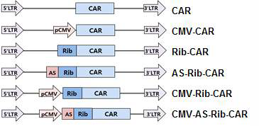 Various retroviral vector to express CTLA4 targeting ribozyme in T cells.