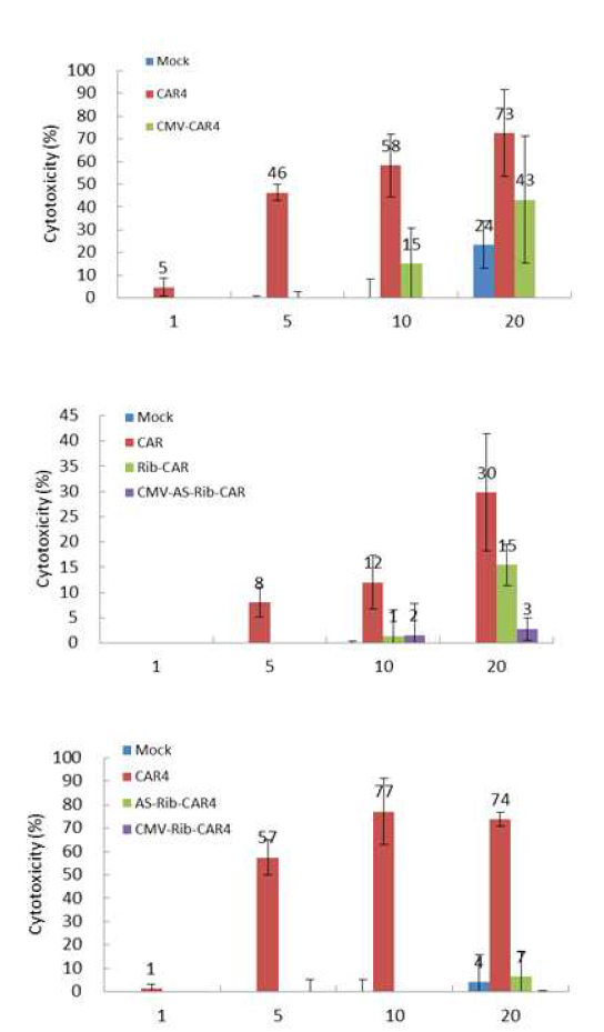 Analysis of cytotoxicity in tumor cell line using specific trans-splicing ribozyme by retrovirus delivery system in T cell.