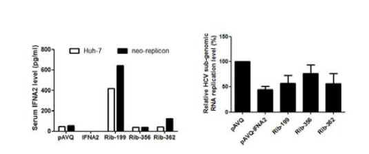 Transgene expression and HCV inhibition by NAS-Rib-199, 356 and 362-IFNA2