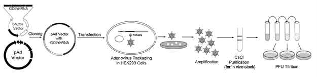 Purification of recombinant adenoviral vector